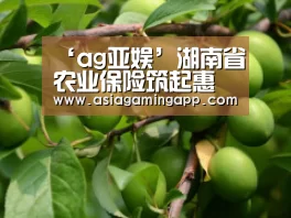 ‘ag亚娱’湖南省农业保险筑起惠农“安全墙”(图2) ag官网